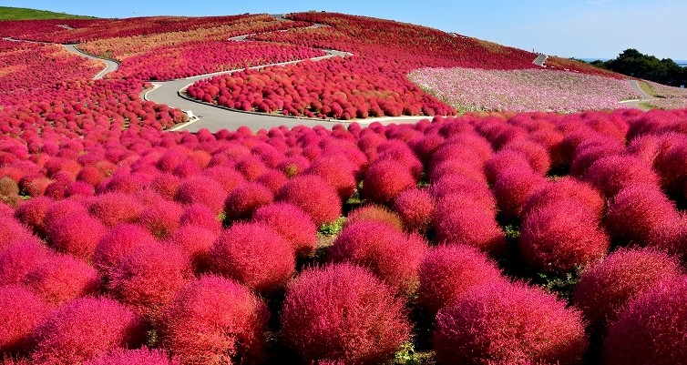 One Of The Best Park, Hitachi Seaside Park At Japan